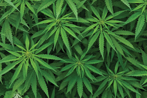 An issue with far-reaching effects for businesses and HR professionals, the advent of medical marijuana in the workplace has led to a host of questions.