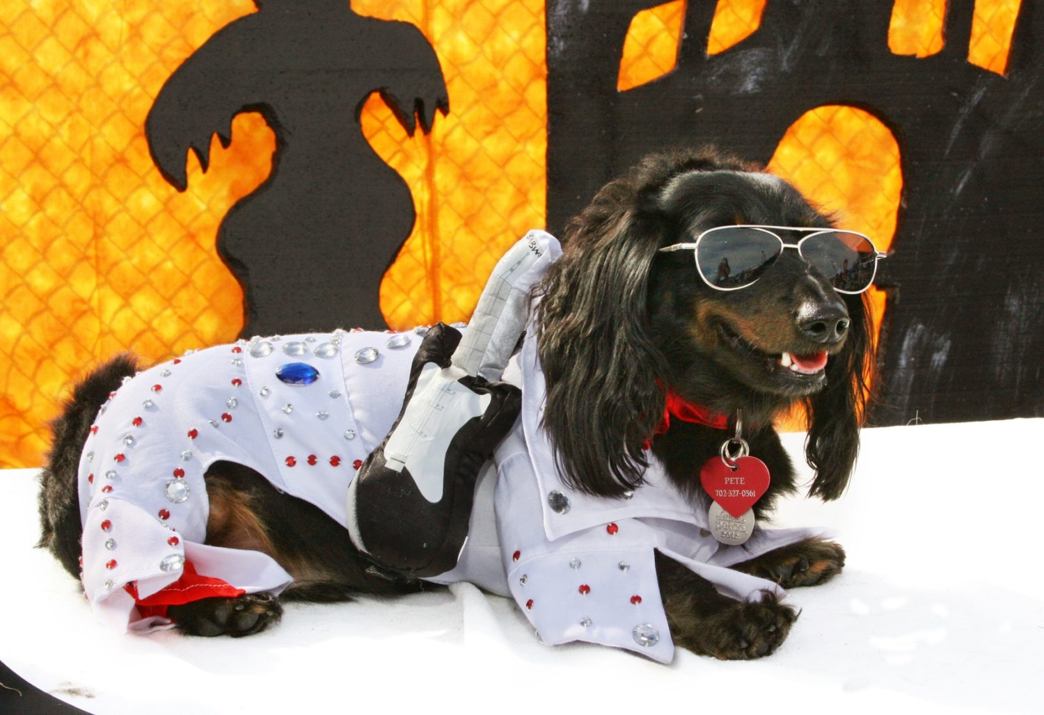 The Family, Fur & Fun Festival and West Charleston Animal Hospital want to remind pet owners about Halloween.