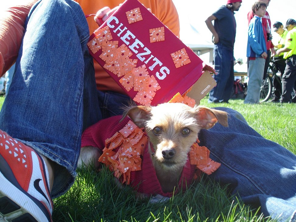 Aloha Animal Hospital and the free Family, Fur & Fun Festival want to remind pet owners to keep four-legged furry family members safe during Halloween.