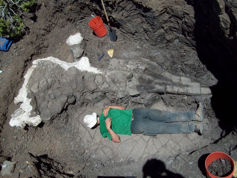 Great Basin Brewing Co. and the University of Bonn in Germany have teamed up in a rare partnership in the name of the Ichthyosaur.