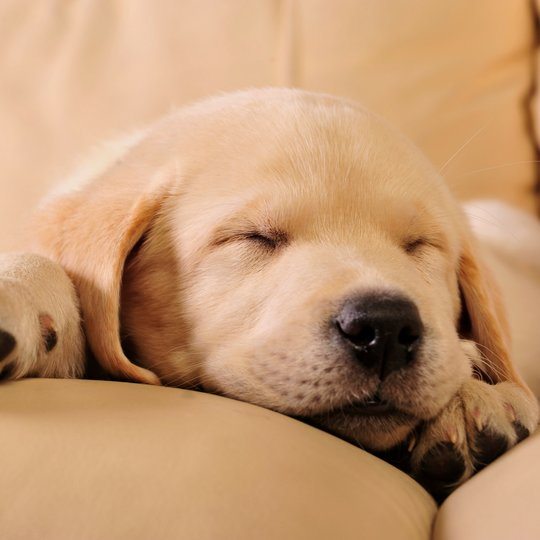 Do you have an adorable dog? Bark your calendars because AdYoYo and Indiemarch Film are hosting an open casting call for a company-launch commercial, which will feature two small dogs.