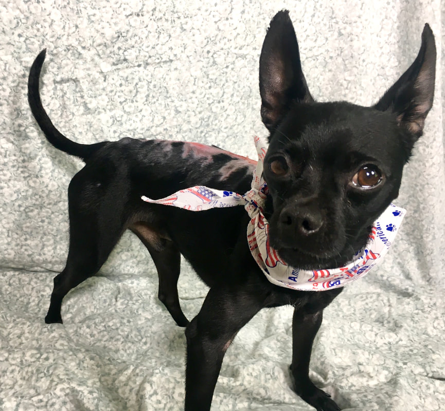 Hearts alive dog image