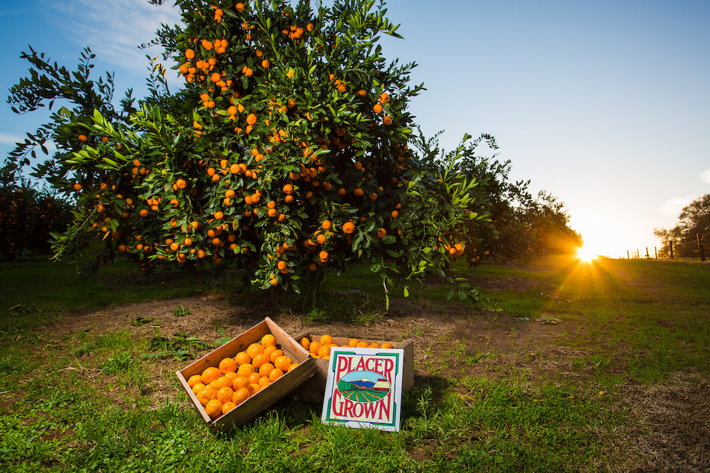 Placer County Mandarins