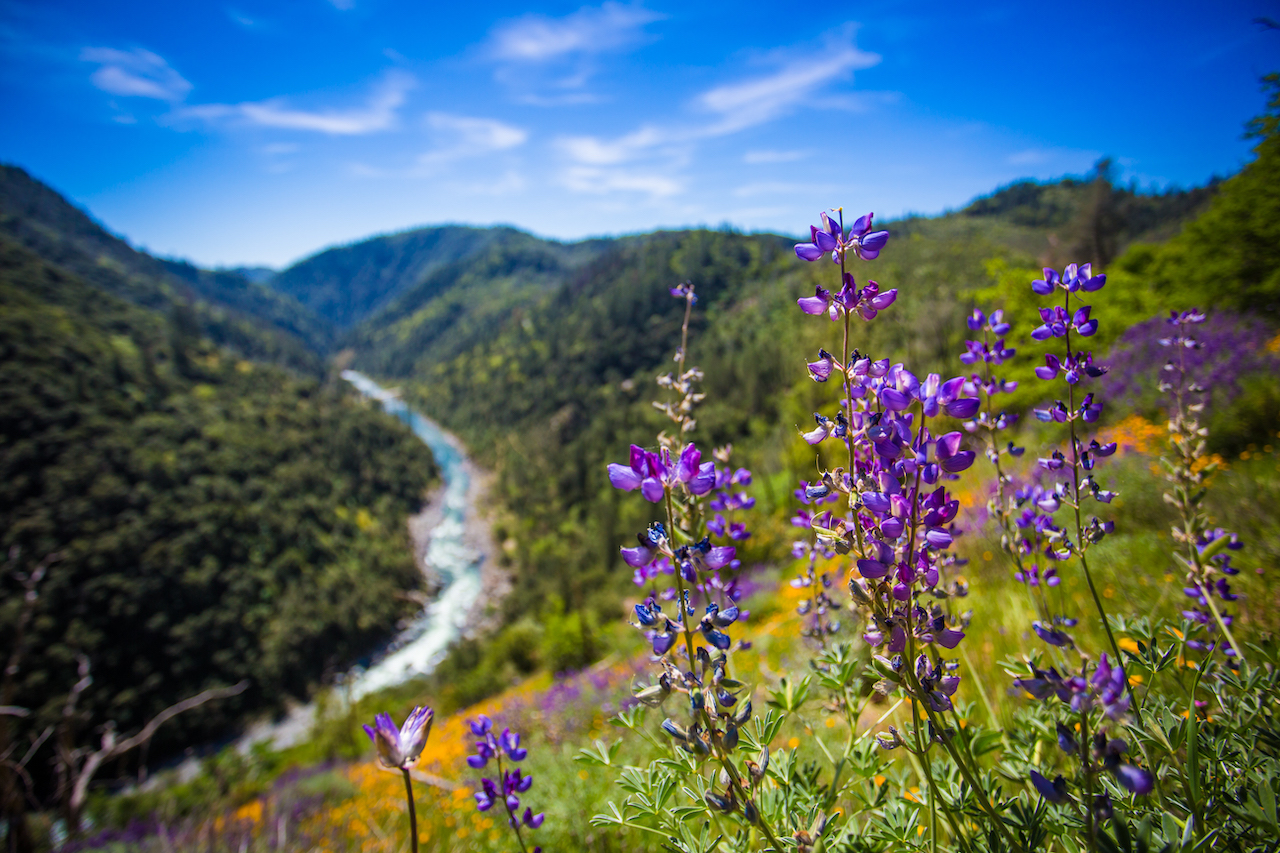 Stevens Trail Wildflowers-605849c2