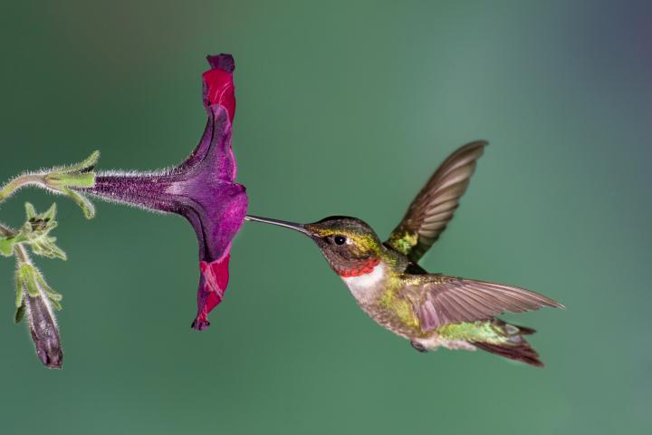 rubythroatedhummingbirdwpetunia-0d8df52b