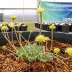 Ioneer Buckwheat Greenhouse-3