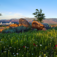 Reno-Skyline-Spring-Flowers